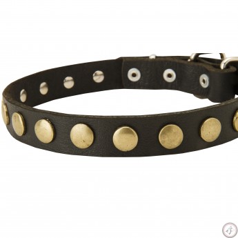 German Shepherd Collar, Narrow Leather, Brass Stars