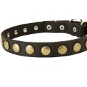 German Shepherd Collar, Narrow Leather, Brass Stars