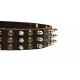 German Shepherd Collar, Brass Plates on Leather