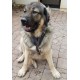 Hundegeschirr Leder K9 für Labrador-Training und Auslauf