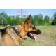 Luxus Dog Collar with Padding for German Shepherd