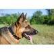 Luxus Dog Collar with Padding for German Shepherd