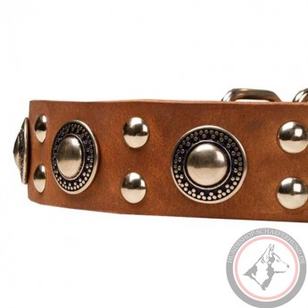 Brilliant Leather Dog Collar for Labrador