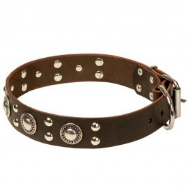 Brilliant Leather Dog Collar for Labrador