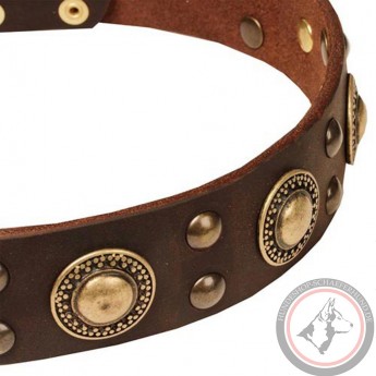 Amazing Decorative Leather Dog Collar for Labrador