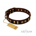 German Shepherd Collar "Golden Elegance" FDT Artisan Brown Leather