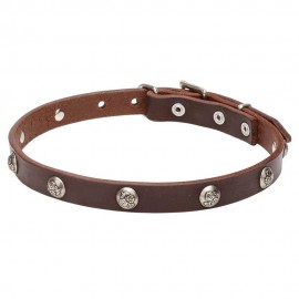 Leather Dog Collar with 1 Row Nickel Studs