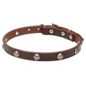 German Shepherd Puppy Collar, Leather, Engraved Studs