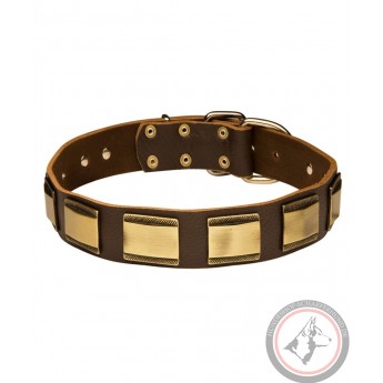 Leather Dog Collar with Brass Plates