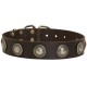 Leather Dog Collar with Nickel Conchos