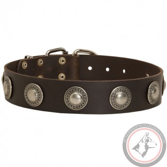 Leather Dog Collar with Nickel Conchos