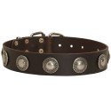 German Shepherd Collar of Leather with Brass Circles