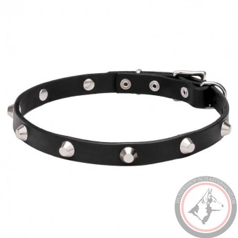 Elegant Labrador Retriever Collar with Crome-Plated Pyramids