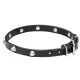 Elegant Labrador Retriever Collar with Crome-Plated Pyramids