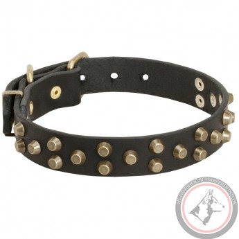 Fashionably Studded Leather Labrador Collar