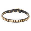 GSD Collar for Puppy, Narrow Leather with Brass Studs
