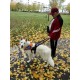 Blindenführhundgeschirr Nylon K9 für Labrador bequem handgefertigt