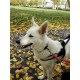 Guide Dog German Shepherd Harness of Black Nylon