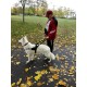 Guide Dog German Shepherd Harness of Nylon Yellow