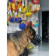Praktischer Hundemaulkorb aus Leder für Labrador-Dressur