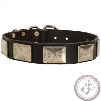 Leather Dog Collar with Vintage Nickel Plates