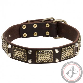 Dog Leather Collar with Vintage Brass Plates and Nickel Studs