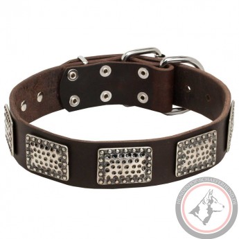 Leather Dog Collar with Massive Nickel Plates