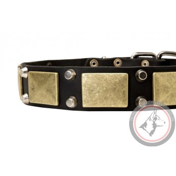 Leather Dog Collar with Brass Plates and Nickel Cones