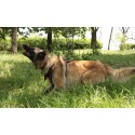 German Shepherd Toy Ball of Solid Rubber for Training
