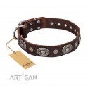 German Shepherd Dog Collar "Extra Pizzazz" FDT Artisan, Brown