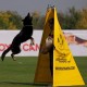 Zelt für Schutzhund und IPO Training mit Schäferhund, wasserdicht