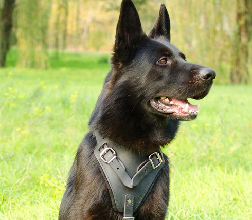 German Shepherd HARNESS