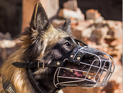 German Shepherd MUZZLE