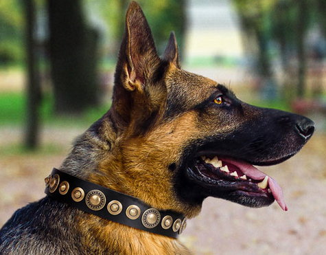 German Shepherd COLLAR