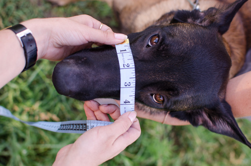 Deutscher Schäferhund Maulkorb Deutschland