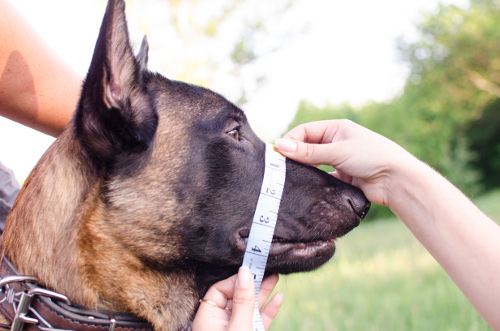 Deutscher Schäferhund Hundemaulkorb Deutschland