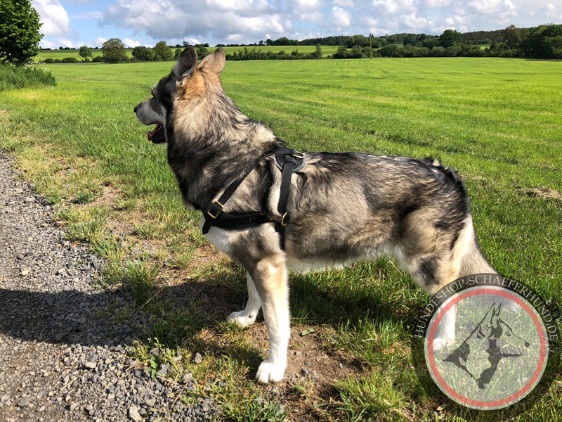 Gepolstertes Zuggeschirr aus Leder für Australischen Schäferhund