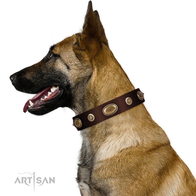 Braunes Lederhalsband mit Nieten für Malinois