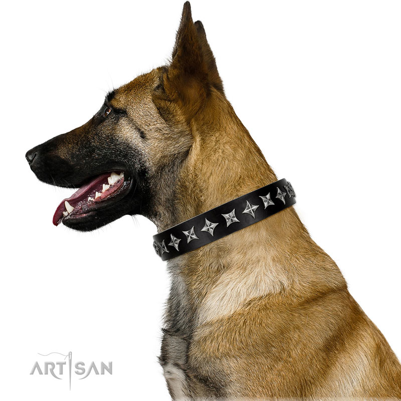 Genietetes Halsband aus schwarzem Leder für Malinois