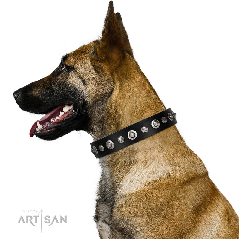 Malinois Lederhalsband mit Nieten