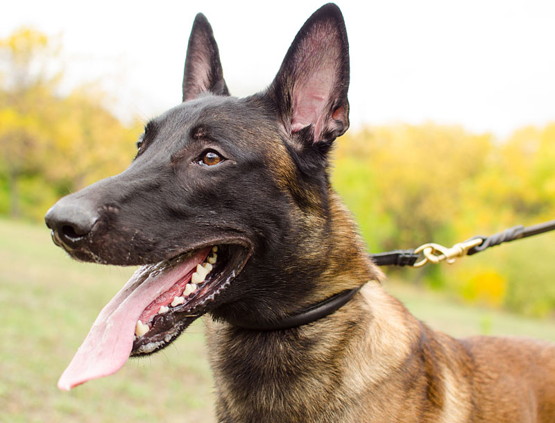 Hundehalsband aus Leder für Malinois bessere Hunde-Kontrolle