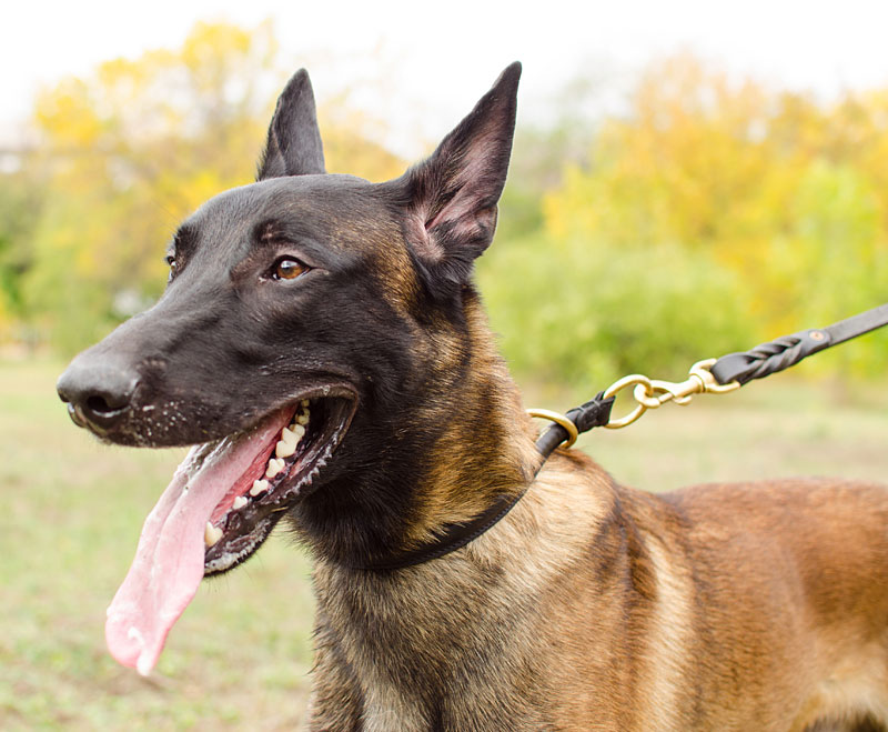 Hundehalsband aus Leder für Malinois bessere Hunde-Kontrolle