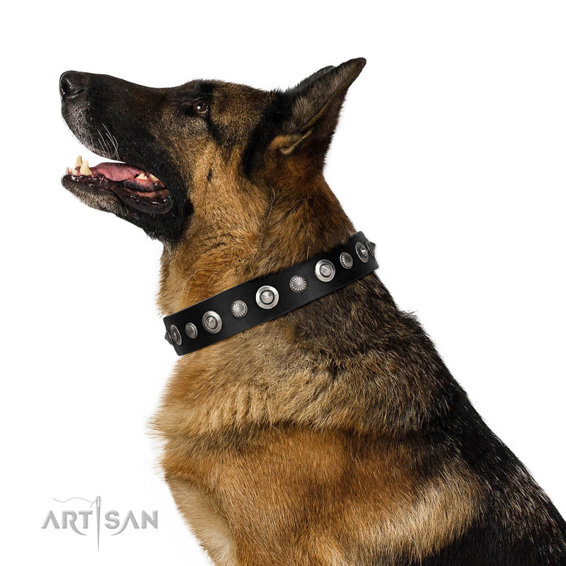 Schwarzes Halsband mit Nieten für Deutschen Schäferhund 