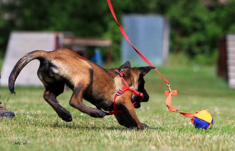 Hundespielzeug Ball aus Leinen