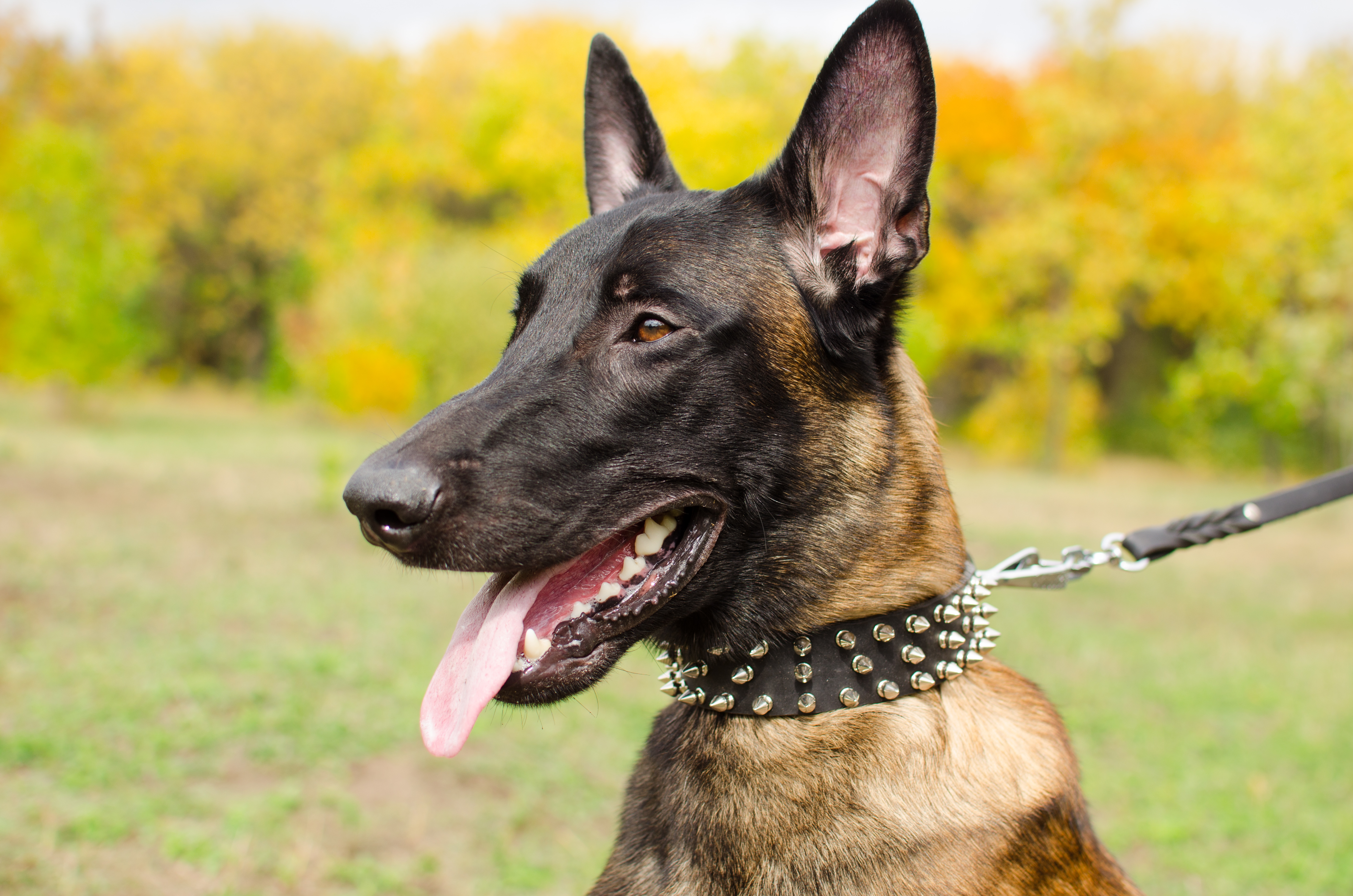 Scharzes Nieten Lederhalsband für Schäferhund 