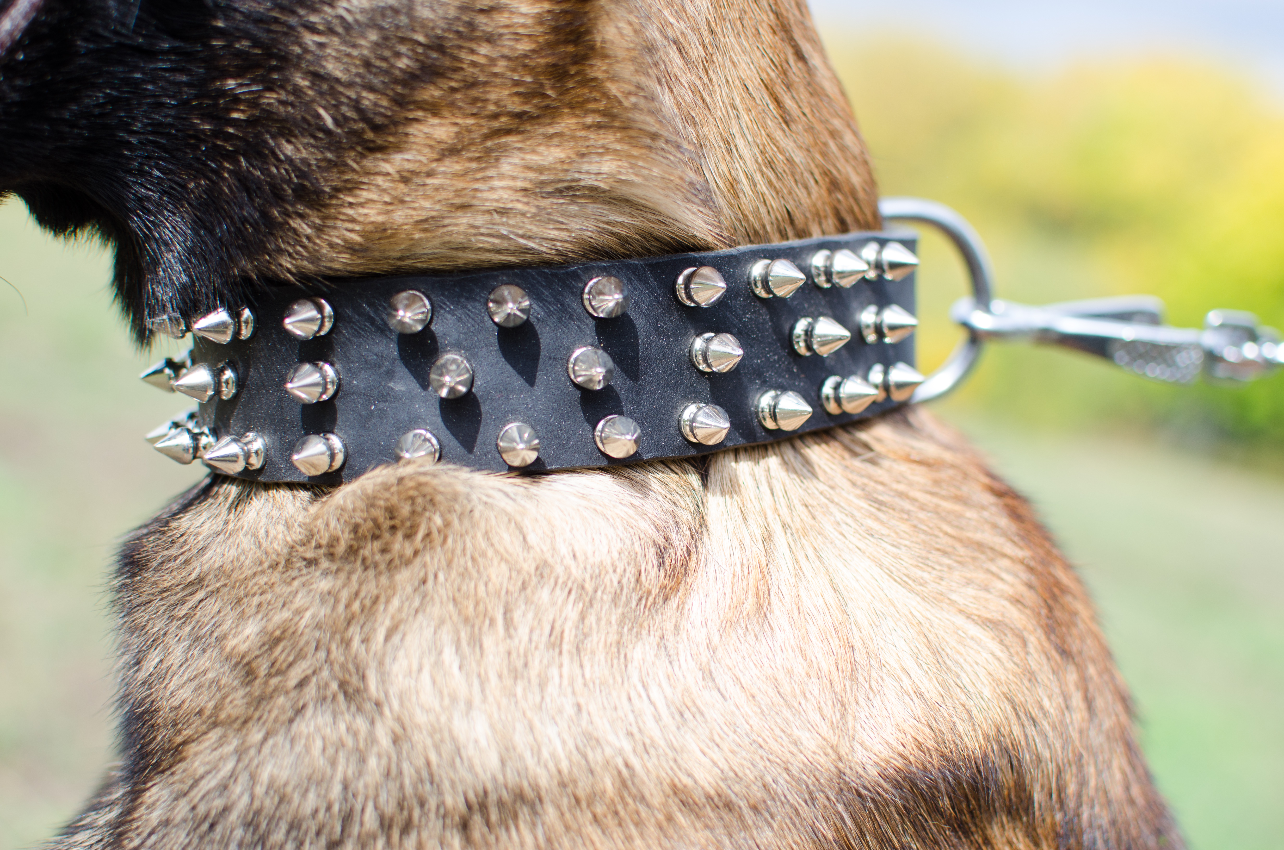 Nieten Halsband aus braunem Leder für Malinois