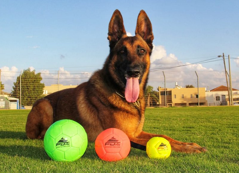 Hundespielzeug Ball für Fussball mit dem Hund