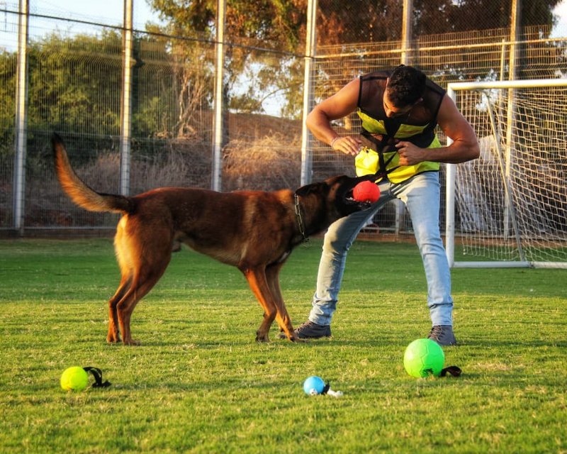 Balll für Fussball Spielen mit dem Hund kaufen