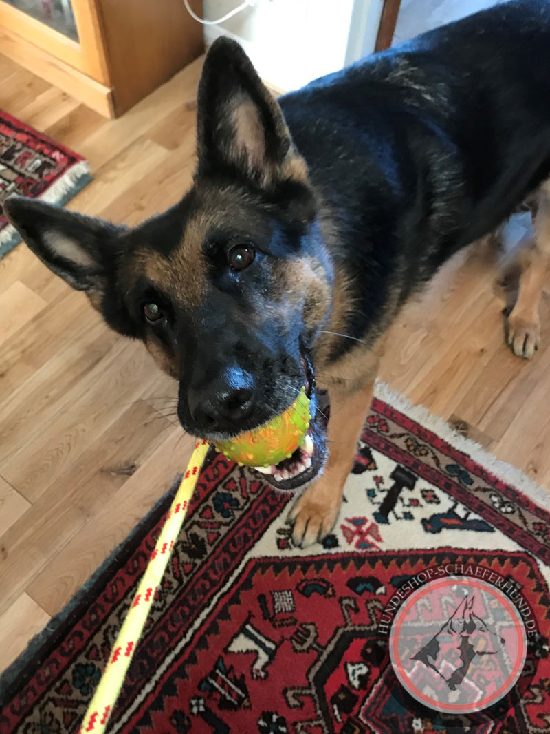 Hundespielzeug Ball an Schnurr