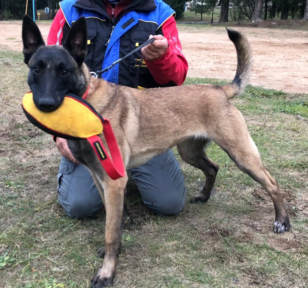 Malinois Ausbildungsartikel mit Schlaufe